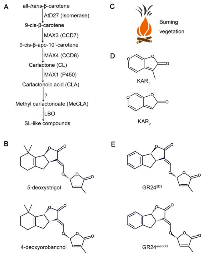 https://cdn.ncbi.nlm.nih.gov/pmc/blobs/d60f/6941112/70917c9f173b/ijms-20-06270-g001.jpg