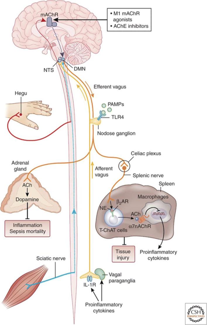 https://cdn.ncbi.nlm.nih.gov/pmc/blobs/d60f/8145832/8fcbbf6a9a4d/42234_2021_69_Fig1_HTML.jpg