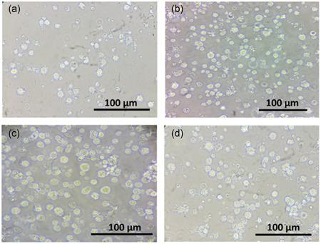 https://cdn.ncbi.nlm.nih.gov/pmc/blobs/d610/7496360/61166f9b0205/JCP-235-7043-g004.jpg