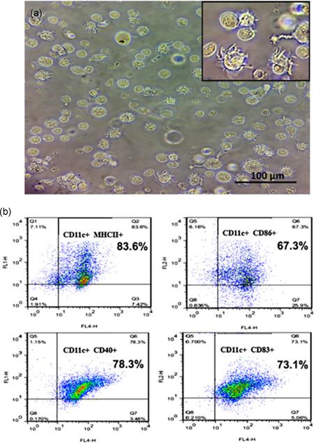 https://cdn.ncbi.nlm.nih.gov/pmc/blobs/d610/7496360/a1afb67587fa/JCP-235-7043-g002.jpg