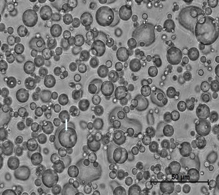 https://cdn.ncbi.nlm.nih.gov/pmc/blobs/d611/5849171/b261d02282fe/oncotarget-09-12754-g002.jpg