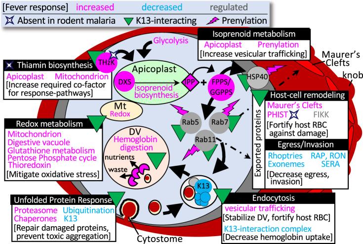 https://cdn.ncbi.nlm.nih.gov/pmc/blobs/d612/8316339/6729f565bed9/41467_2021_24814_Fig7_HTML.jpg