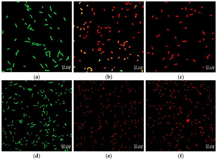 https://cdn.ncbi.nlm.nih.gov/pmc/blobs/d614/8587693/b49409629a68/molecules-26-06748-g005.jpg