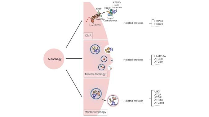 https://cdn.ncbi.nlm.nih.gov/pmc/blobs/d615/11272186/c3d6f3768ff1/AD-15-4-1646-g1.jpg