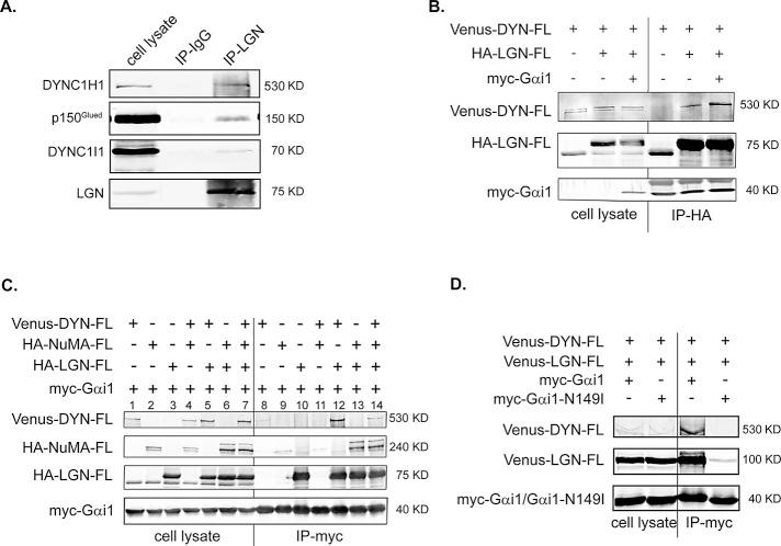 https://cdn.ncbi.nlm.nih.gov/pmc/blobs/d616/3608500/e40230d71494/901fig1.jpg