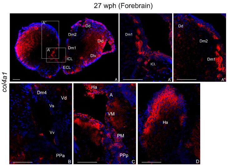 https://cdn.ncbi.nlm.nih.gov/pmc/blobs/d616/8836537/6f9c21a0a717/ijms-23-01778-g004.jpg