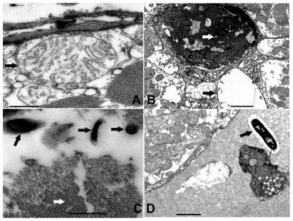 https://cdn.ncbi.nlm.nih.gov/pmc/blobs/d619/3288001/9be6d13bf1ba/pone.0029961.g003.jpg