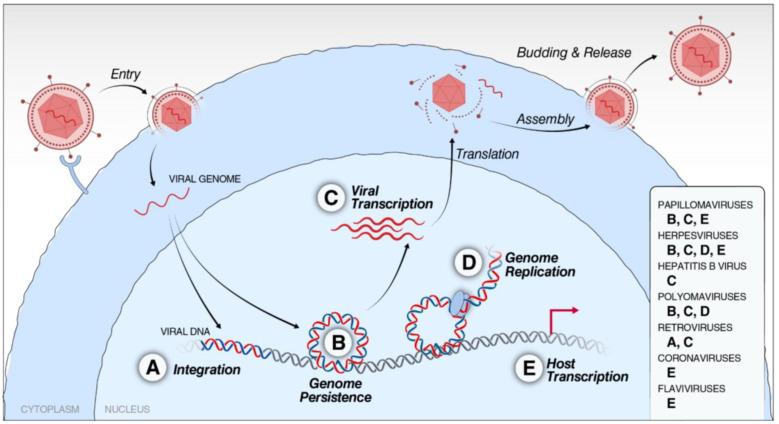 https://cdn.ncbi.nlm.nih.gov/pmc/blobs/d61d/9609653/fd065bd5f72b/viruses-14-02274-g002.jpg
