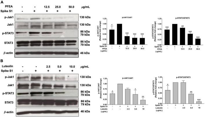 https://cdn.ncbi.nlm.nih.gov/pmc/blobs/d61e/9870545/44a9c6526c88/fmed-09-1072056-g005.jpg