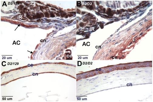 https://cdn.ncbi.nlm.nih.gov/pmc/blobs/d622/2922377/36fd13513ad5/pone.0012213.g003.jpg