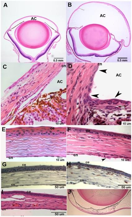 https://cdn.ncbi.nlm.nih.gov/pmc/blobs/d622/2922377/6478e4b4874c/pone.0012213.g002.jpg