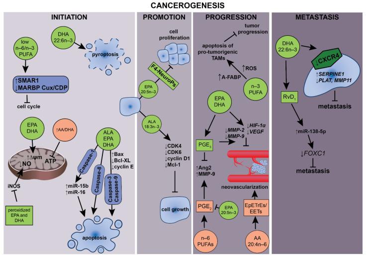 https://cdn.ncbi.nlm.nih.gov/pmc/blobs/d623/8268933/539d9532dc47/ijms-22-06965-g003.jpg