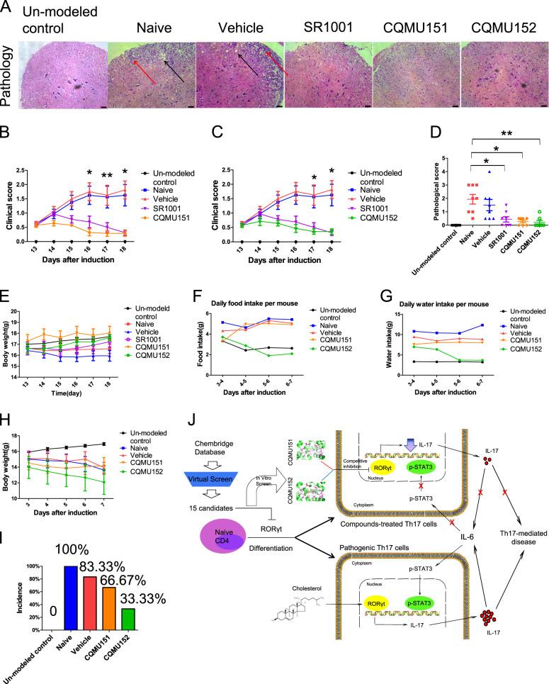 https://cdn.ncbi.nlm.nih.gov/pmc/blobs/d624/7443190/b5953d9a75b4/41419_2020_2891_Fig6_HTML.jpg