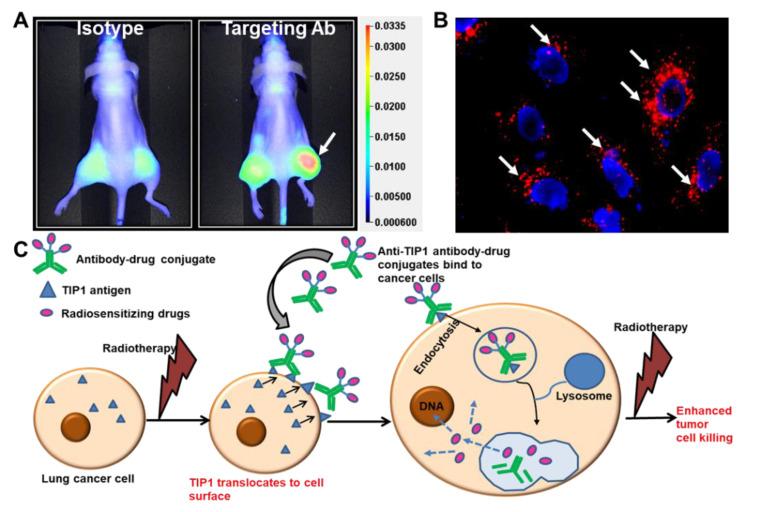 https://cdn.ncbi.nlm.nih.gov/pmc/blobs/d625/8953554/00e594a78e33/ijms-23-03041-g004.jpg