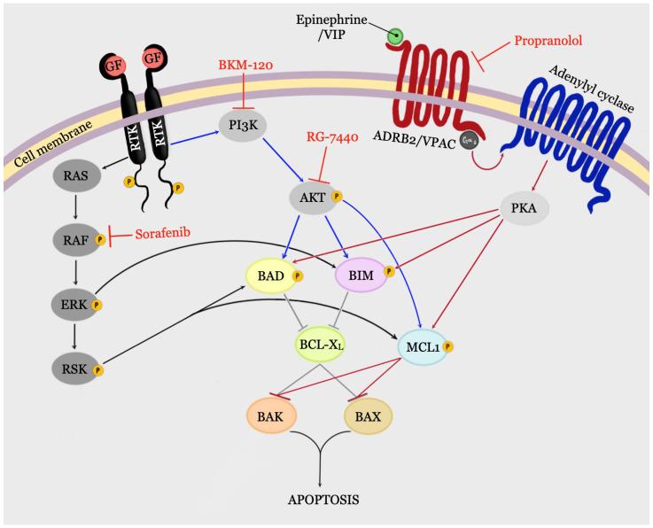 https://cdn.ncbi.nlm.nih.gov/pmc/blobs/d627/7956765/b32bb9a07957/cancers-13-00937-g002.jpg