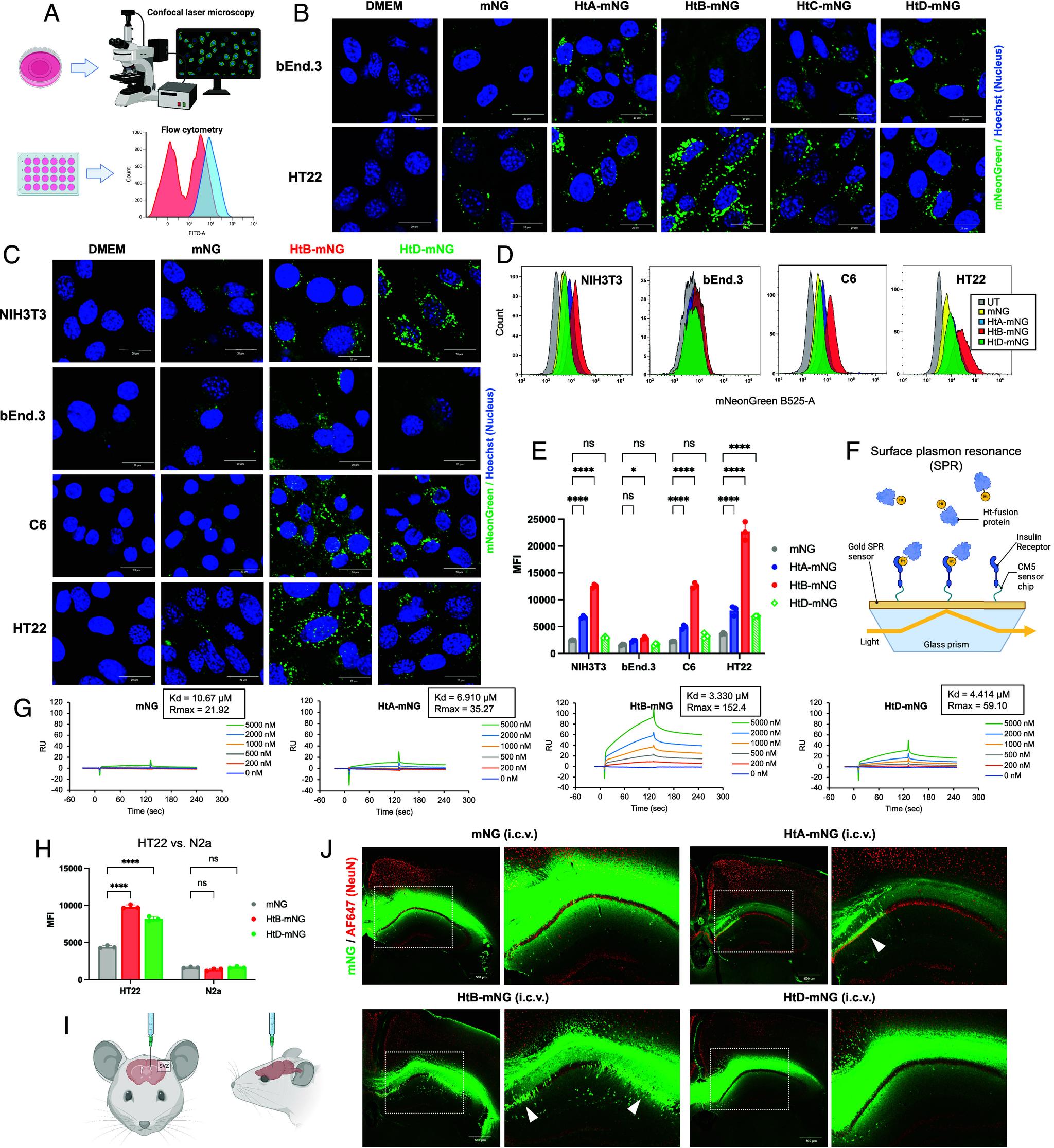 https://cdn.ncbi.nlm.nih.gov/pmc/blobs/d628/11474037/dd0f48266807/pnas.2407936121fig04.jpg