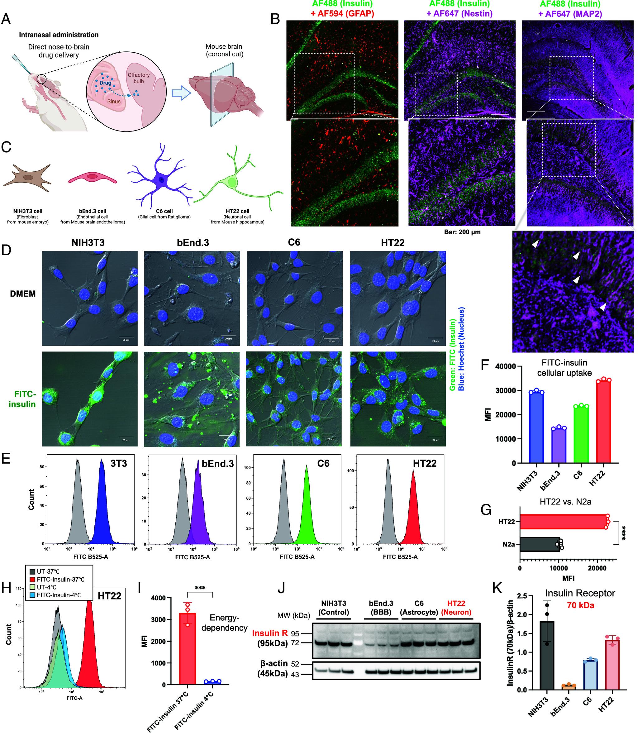 https://cdn.ncbi.nlm.nih.gov/pmc/blobs/d628/11474037/e1878d95a429/pnas.2407936121fig02.jpg