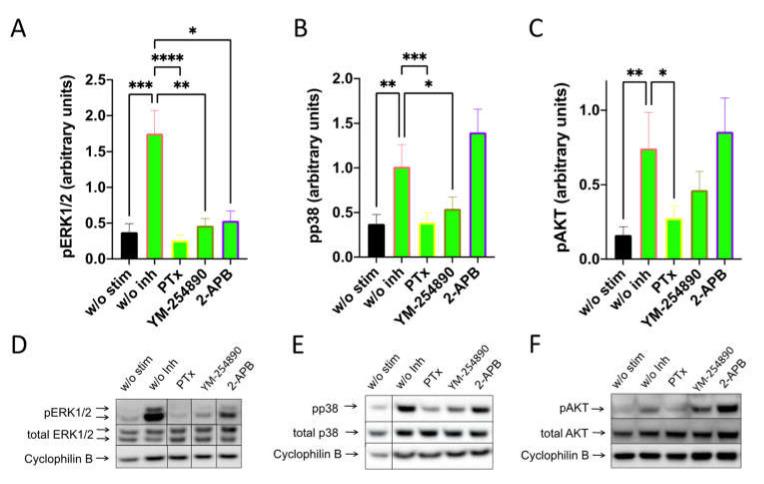 https://cdn.ncbi.nlm.nih.gov/pmc/blobs/d62d/8946553/11c6f8dea69f/cells-11-00953-g004.jpg