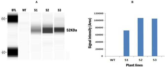 https://cdn.ncbi.nlm.nih.gov/pmc/blobs/d62f/7468452/535b67a0190a/fimmu-11-01857-g0004.jpg