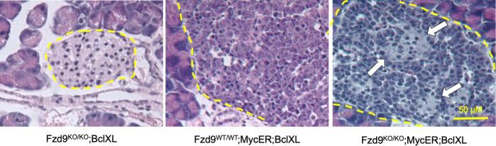 https://cdn.ncbi.nlm.nih.gov/pmc/blobs/d630/8008953/4eb7a1245848/LSA-2019-00490_FigS3.jpg