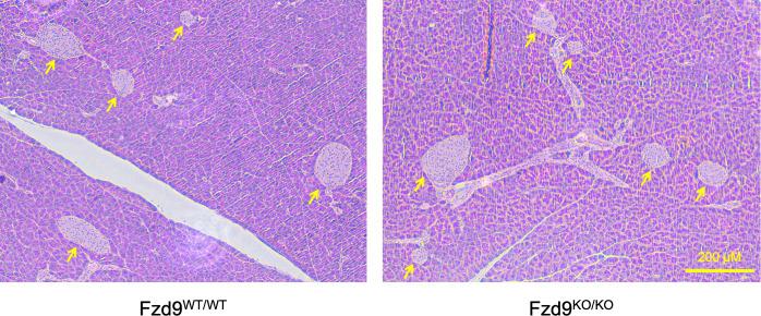https://cdn.ncbi.nlm.nih.gov/pmc/blobs/d630/8008953/772c207a3f83/LSA-2019-00490_FigS1.jpg