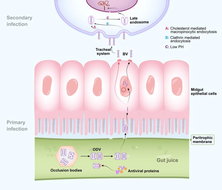https://cdn.ncbi.nlm.nih.gov/pmc/blobs/d63b/7900435/9515c05326fb/fimmu-12-628151-g001.jpg