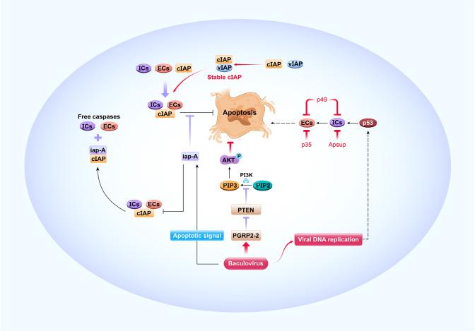 https://cdn.ncbi.nlm.nih.gov/pmc/blobs/d63b/7900435/ef9c4845e1c4/fimmu-12-628151-g003.jpg