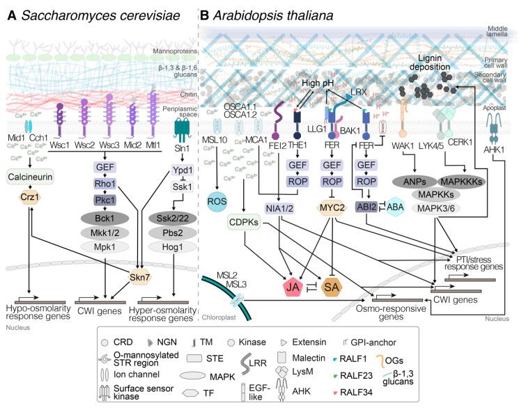 https://cdn.ncbi.nlm.nih.gov/pmc/blobs/d63f/7285163/2a5e2e8d51da/plants-09-00574-g001.jpg