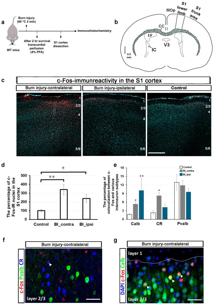 https://cdn.ncbi.nlm.nih.gov/pmc/blobs/d642/12027419/ad6f86e8b1c5/ijms-26-03538-g001.jpg