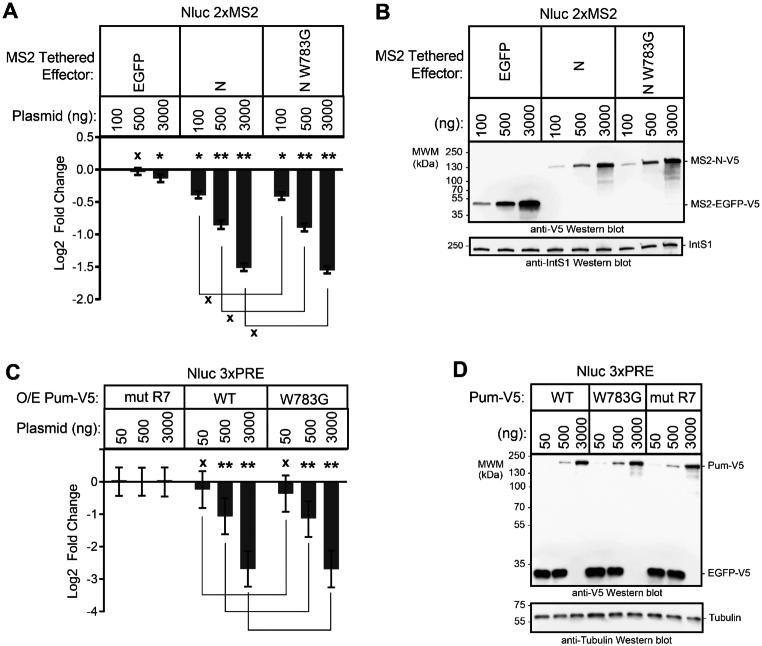 https://cdn.ncbi.nlm.nih.gov/pmc/blobs/d642/7038932/86380e818457/gkz1187fig3.jpg