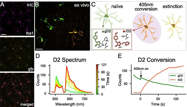 https://cdn.ncbi.nlm.nih.gov/pmc/blobs/d644/8520240/efad74216a43/12974_2021_2285_Fig1_HTML.jpg