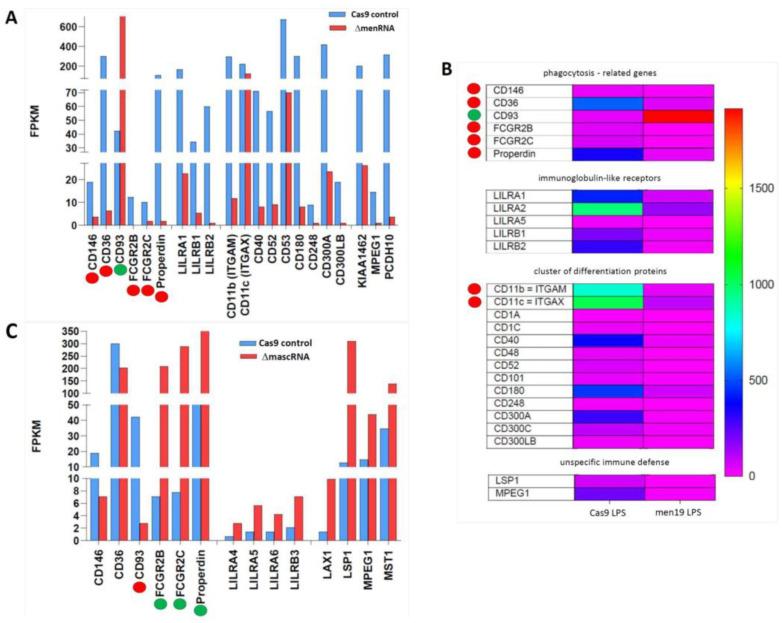 https://cdn.ncbi.nlm.nih.gov/pmc/blobs/d645/9777231/393ea16a8368/cells-11-03970-g008.jpg