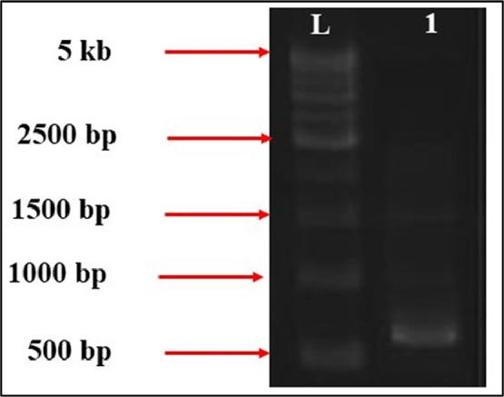 https://cdn.ncbi.nlm.nih.gov/pmc/blobs/d64c/11408997/e2d099673f8d/gr1.jpg