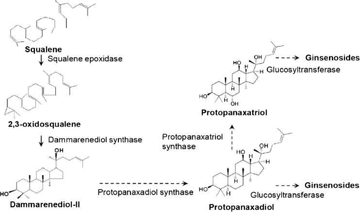 https://cdn.ncbi.nlm.nih.gov/pmc/blobs/d64c/3580037/7e49cae445f8/11627_2012_9469_Fig2_HTML.jpg