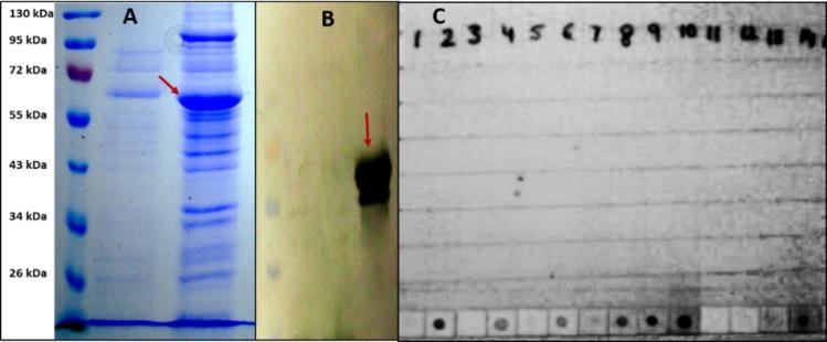 https://cdn.ncbi.nlm.nih.gov/pmc/blobs/d64c/4938596/c79dcf5c5898/pone.0159027.g004.jpg