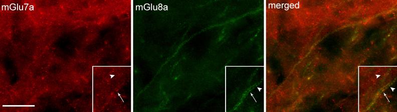 https://cdn.ncbi.nlm.nih.gov/pmc/blobs/d64f/3557389/c79f6ade7d73/gr5.jpg