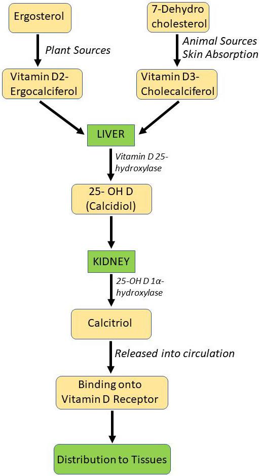 https://cdn.ncbi.nlm.nih.gov/pmc/blobs/d653/11273064/e7d138978a1c/2153-8174-24-4-111-g1.jpg