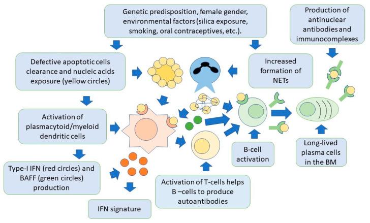 https://cdn.ncbi.nlm.nih.gov/pmc/blobs/d654/10095030/a009d1aa223d/ijms-24-06578-g002.jpg