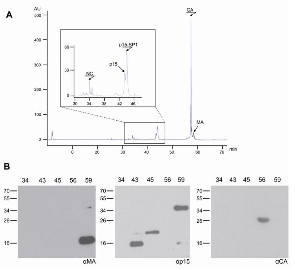 https://cdn.ncbi.nlm.nih.gov/pmc/blobs/d658/3114732/d7e346ccf2d5/1742-4690-8-30-4.jpg