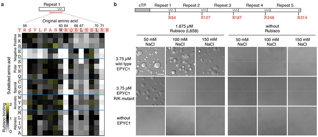 https://cdn.ncbi.nlm.nih.gov/pmc/blobs/d65f/7736253/7fa3c090d967/nihms-1640018-f0004.jpg