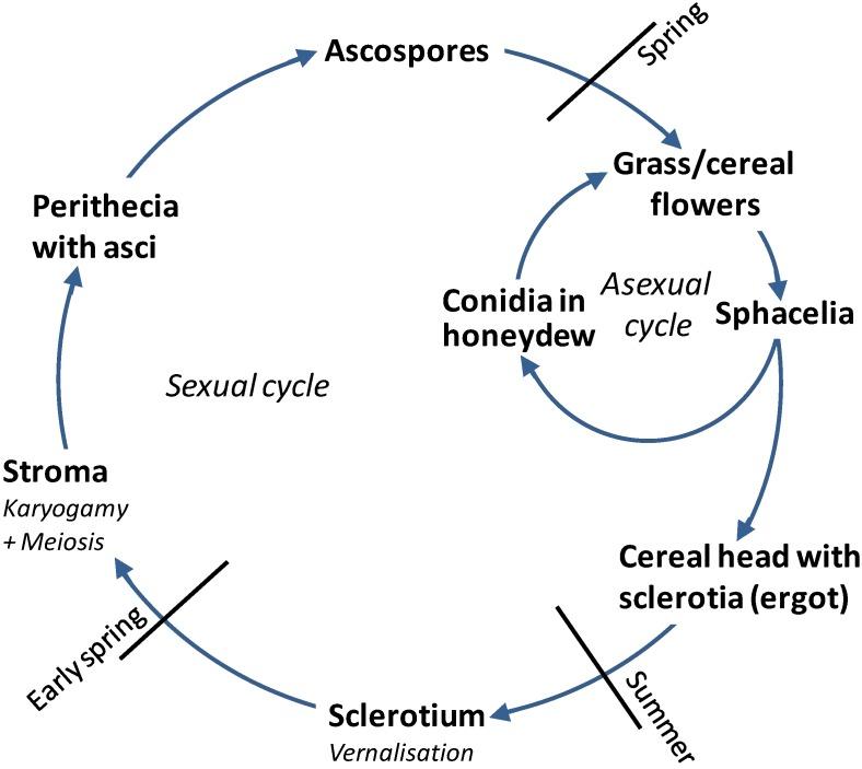 https://cdn.ncbi.nlm.nih.gov/pmc/blobs/d662/4379517/e2f0bf7360e0/toxins-07-00659-g001.jpg