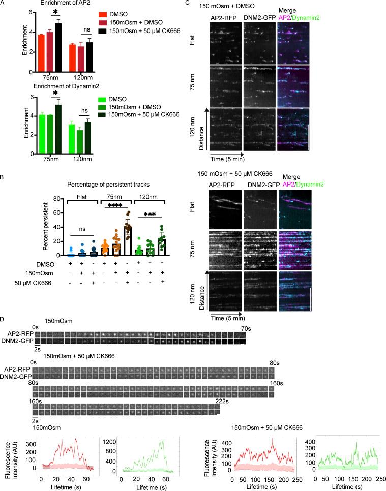 https://cdn.ncbi.nlm.nih.gov/pmc/blobs/d662/9093045/bf416fbe1989/JCB_202109013_Fig7.jpg