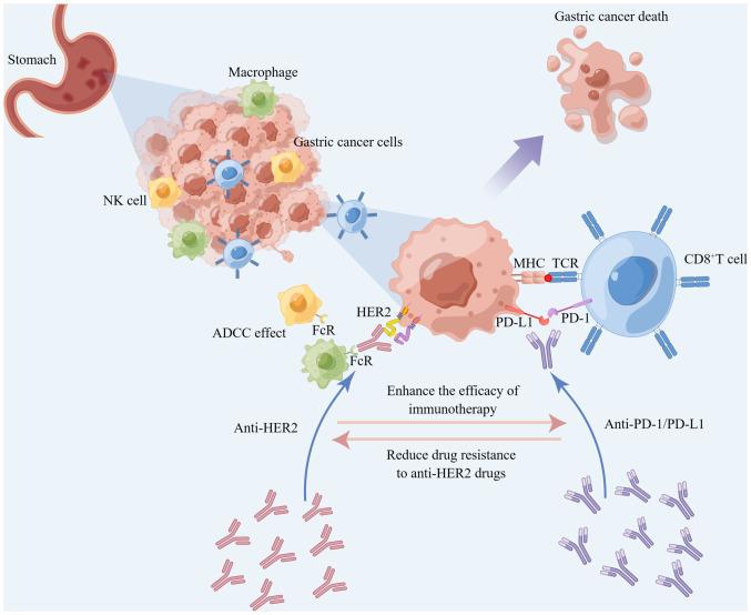 https://cdn.ncbi.nlm.nih.gov/pmc/blobs/d664/10901538/083e97ee04fb/ijo-64-04-05624-g02.jpg