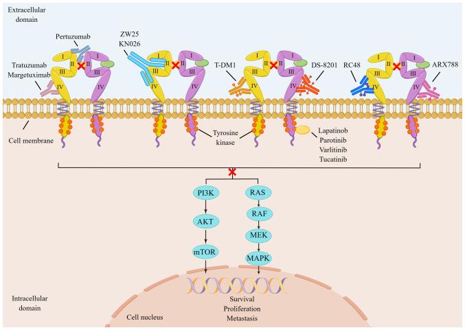https://cdn.ncbi.nlm.nih.gov/pmc/blobs/d664/10901538/6b8dee4a2a9e/ijo-64-04-05624-g01.jpg