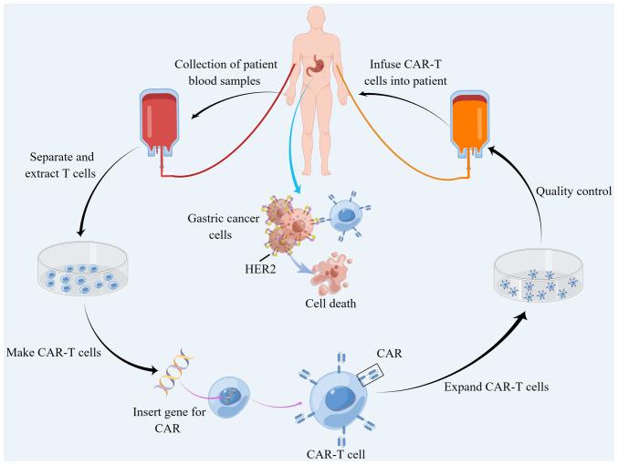 https://cdn.ncbi.nlm.nih.gov/pmc/blobs/d664/10901538/a5dbdda6448d/ijo-64-04-05624-g03.jpg