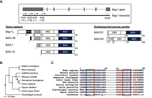 https://cdn.ncbi.nlm.nih.gov/pmc/blobs/d664/4242288/c480381b5cd3/nrs-12-005.g3.jpg