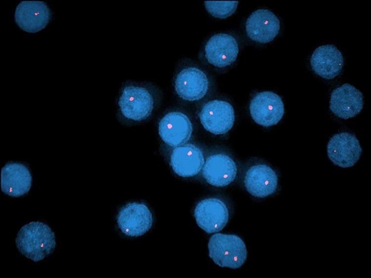 https://cdn.ncbi.nlm.nih.gov/pmc/blobs/d664/7784498/b2b3aa6d67d5/10.1177_0963689720950209-fig1.jpg