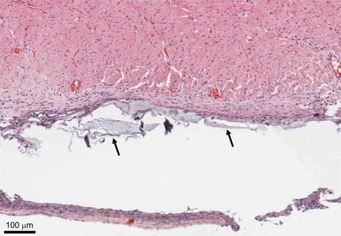 https://cdn.ncbi.nlm.nih.gov/pmc/blobs/d667/8213776/33a7076d9645/41467_2021_24104_Fig6_HTML.jpg