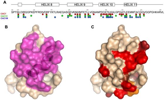 https://cdn.ncbi.nlm.nih.gov/pmc/blobs/d66b/3169566/c7014ea1dedc/pone.0023877.g002.jpg