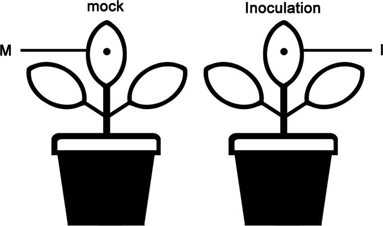 https://cdn.ncbi.nlm.nih.gov/pmc/blobs/d66e/11402206/6c005d797731/12864_2024_10784_Fig4_HTML.jpg